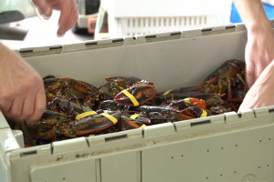 sorting lobsters