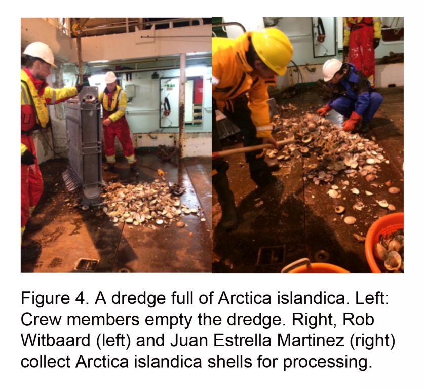 Arctica Islandica Shells Faroe Islands 2014 Exp