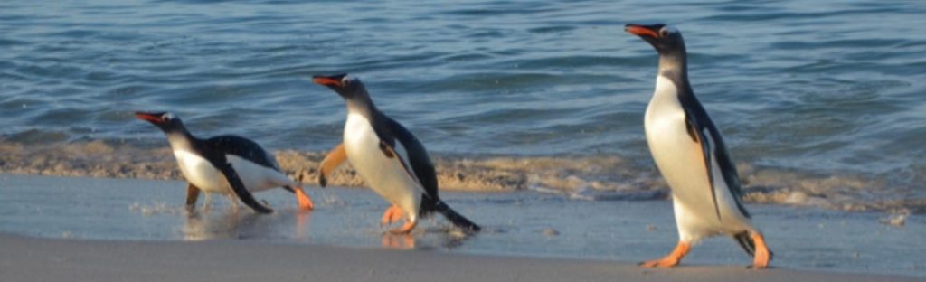 Falkland Islands 2016 exp