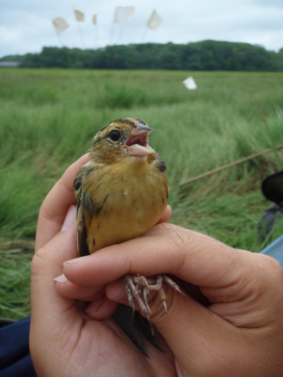 Tidal Marshes Northeast US 2012 Exp