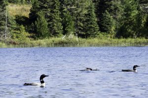 Loons on Sargent Lake.