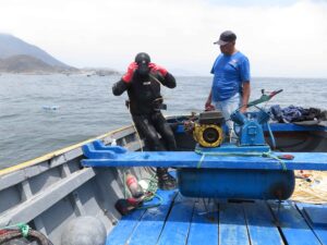 Diving for scallops, Playa El Dorado, Samanco Bay.