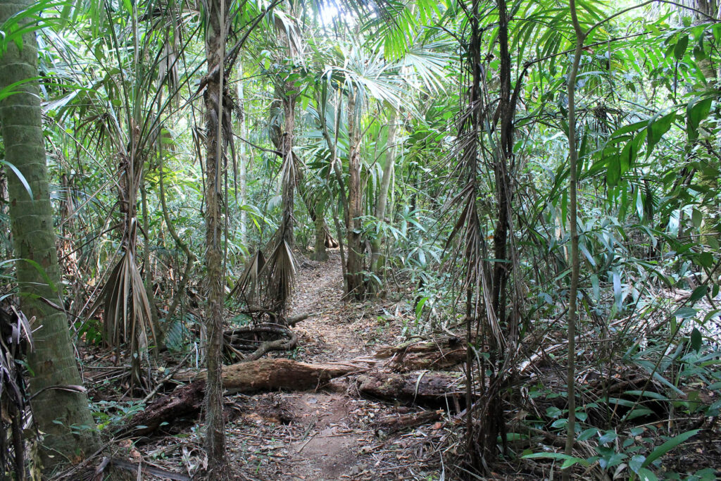 Trails cut by the survey team around the monumental core of Tikin Ha.