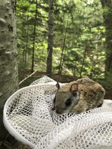 Photo of Northern flying squirrel.