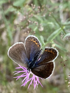 Karner Blue butterfly.