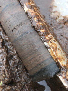 Basal section of the wetland core.