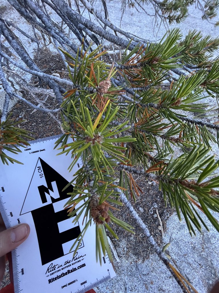 Photo of lodgepole pine sample.