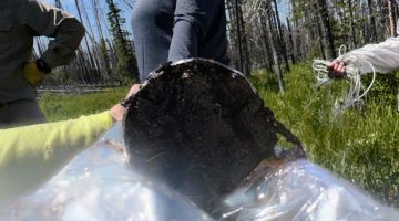 Field member, Morgan Anderson, holding peat core from Snowy range.
