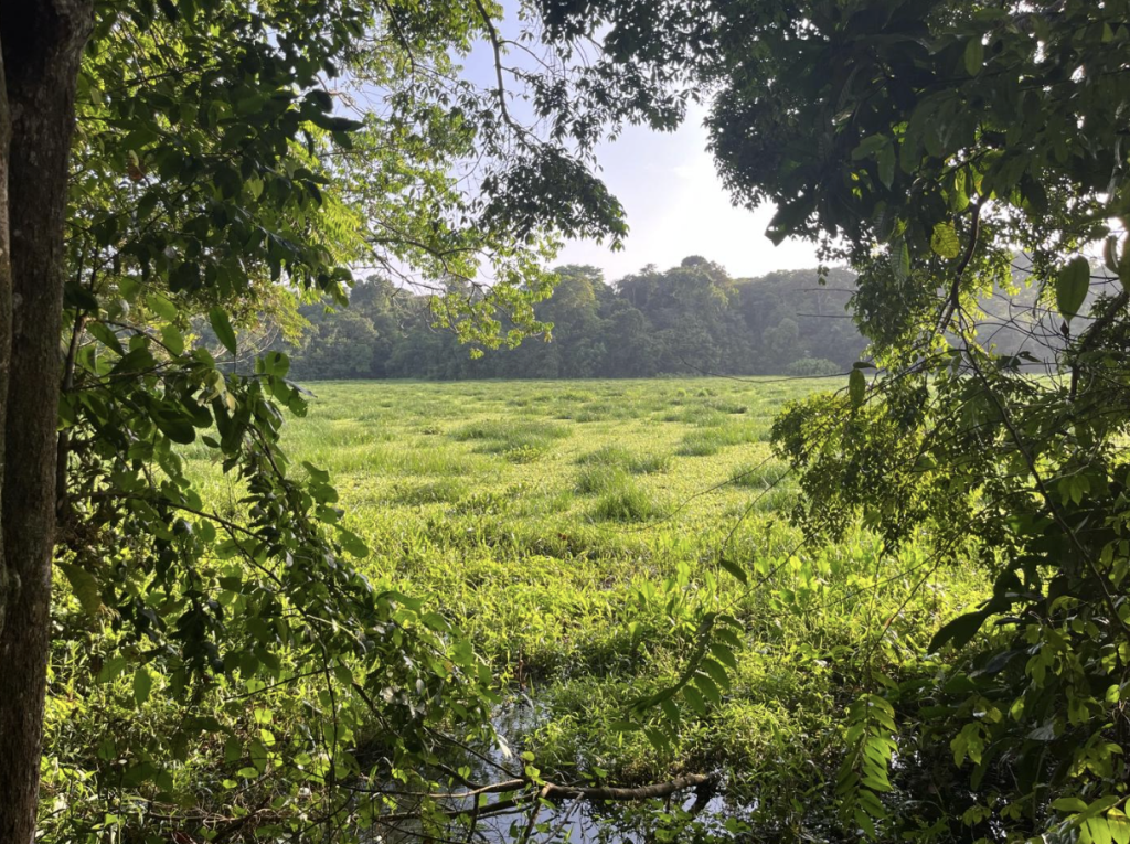A view of the jungle in Utinga State Park, Belém, where the team hiked one morning before attending negotiations.  