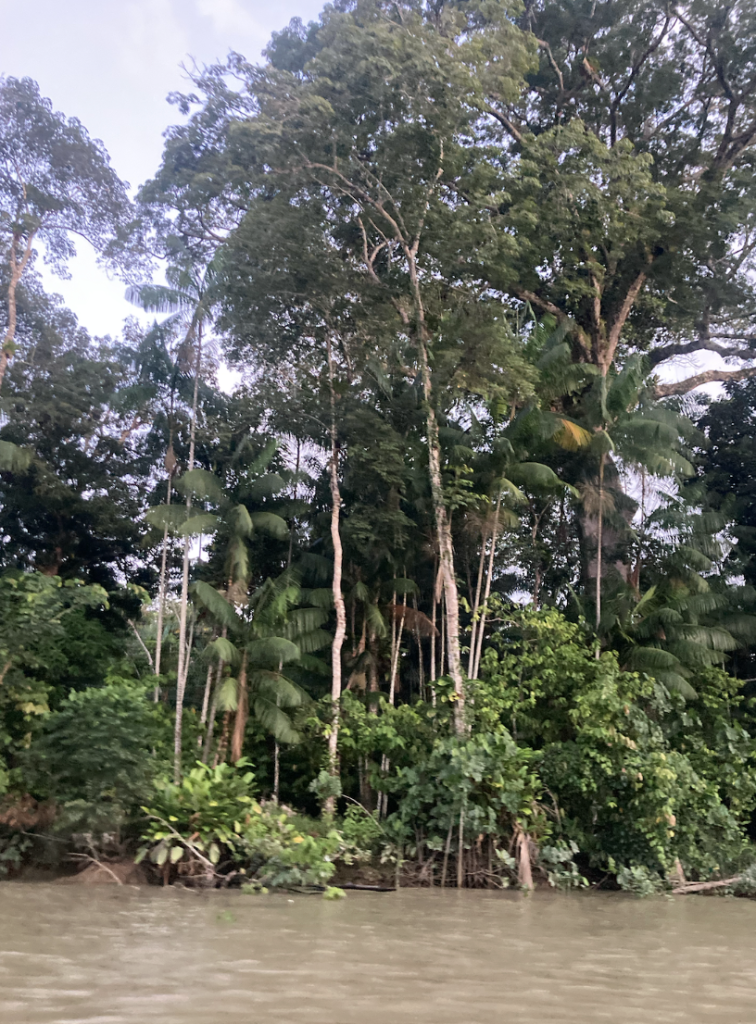 The rainforest on Combu Island in Brazil
