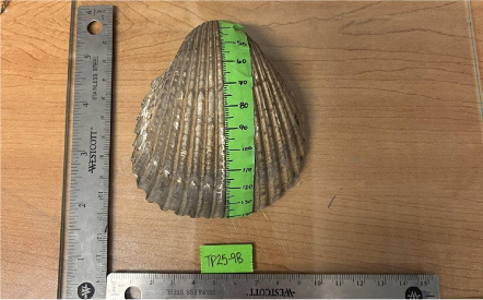 Photo of one of the T. Procerum shell halves with millimeter increments.